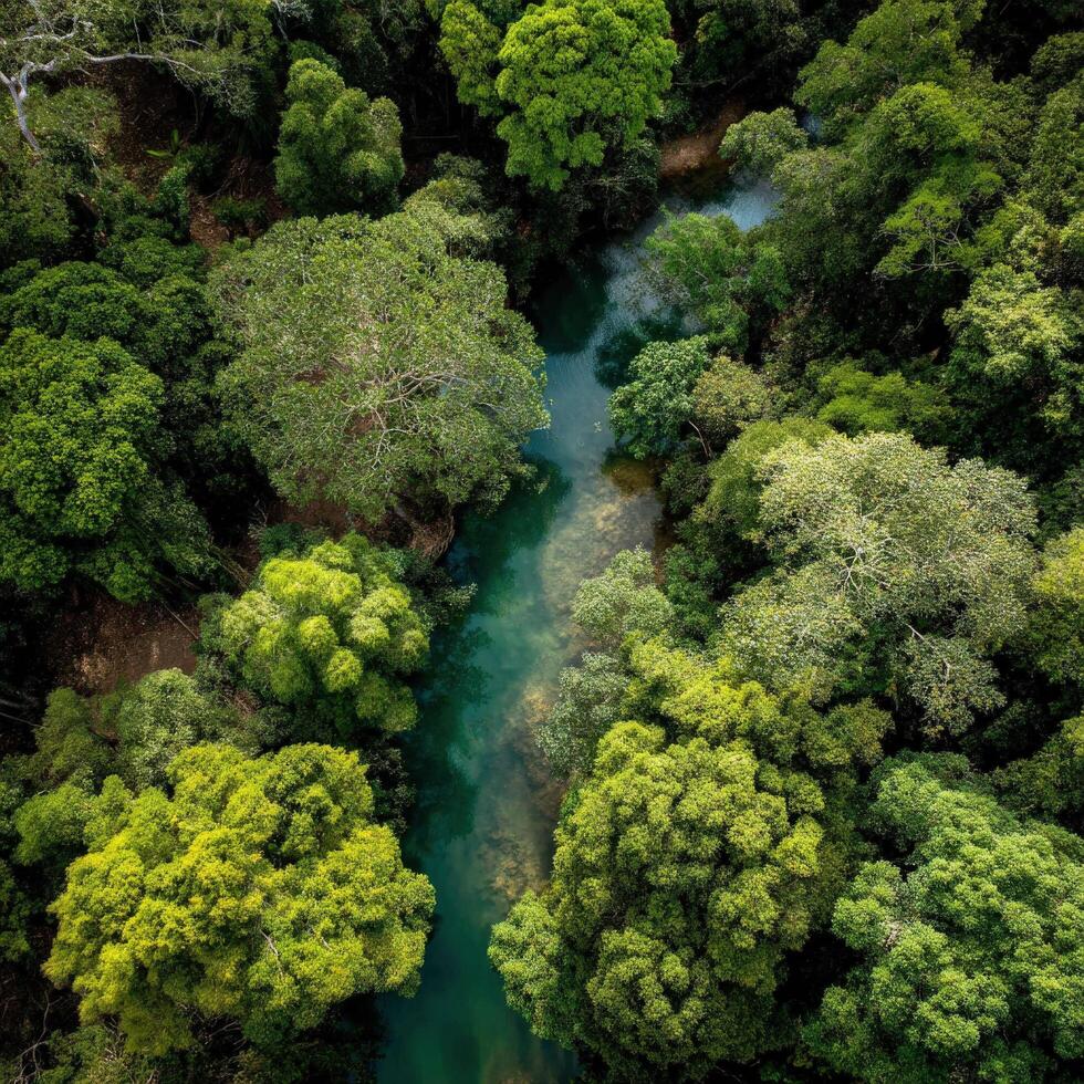 Aerial view of tropical forest in amazon rainforest photo