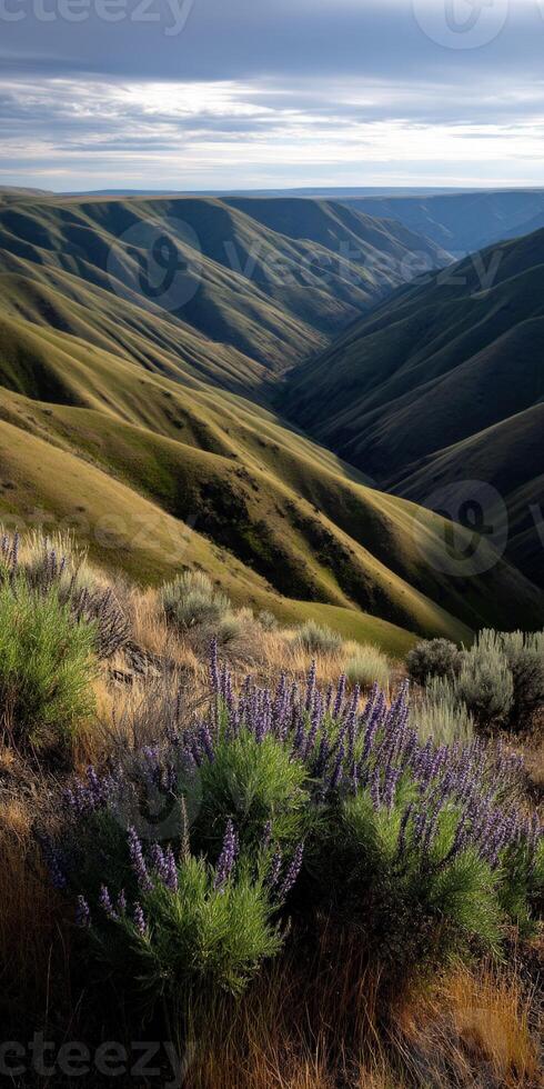A view of a valley with purple flowers and hills photo