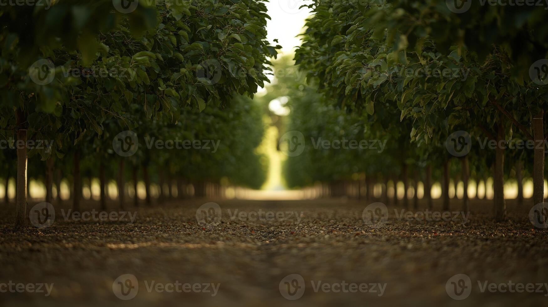 A row of trees lined up photo