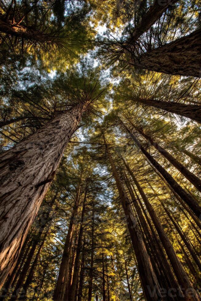 A view up into the canopy of tall trees photo