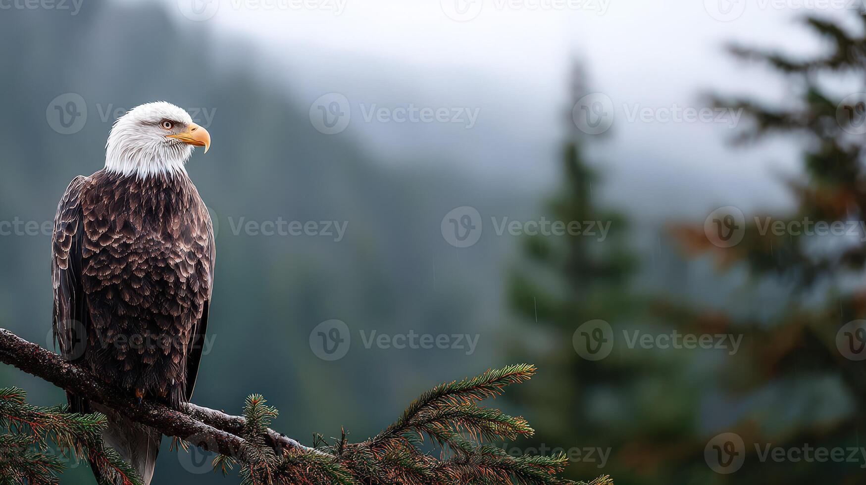A bald eagle perched on a branch in front of a forest photo