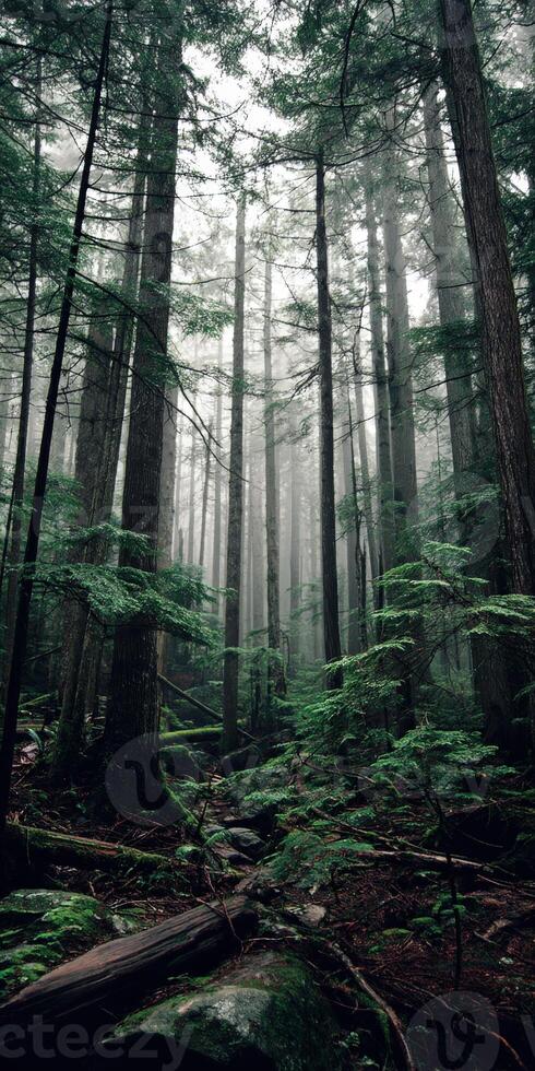A forest with tall trees and green foliage photo