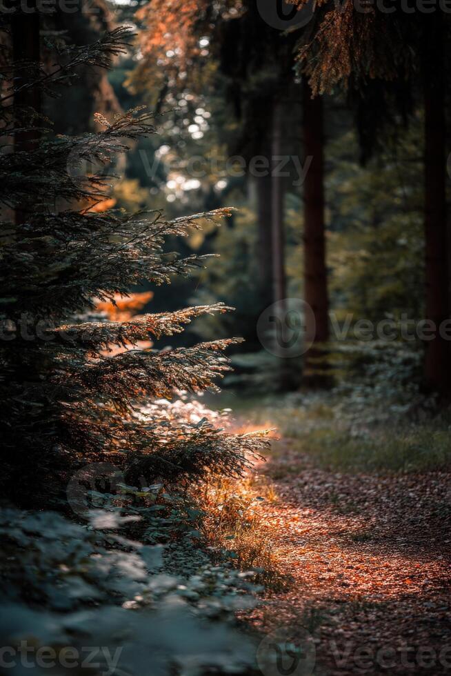 A path through the woods with sunlight shining through the trees photo
