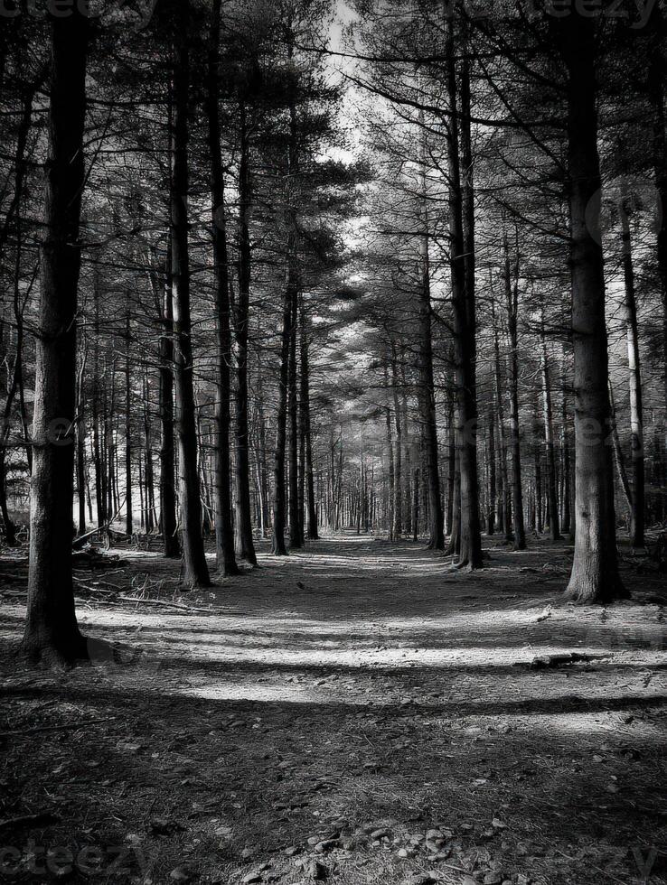 Black and white photograph of a path in the woods photo