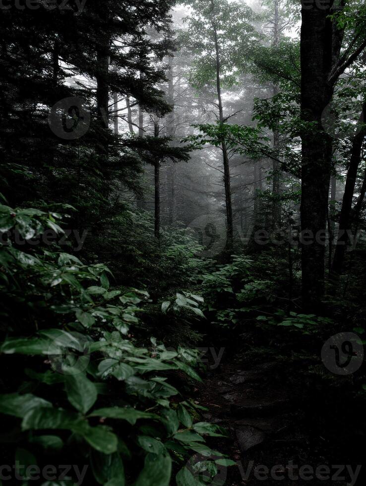 A path through the woods with trees and fog photo