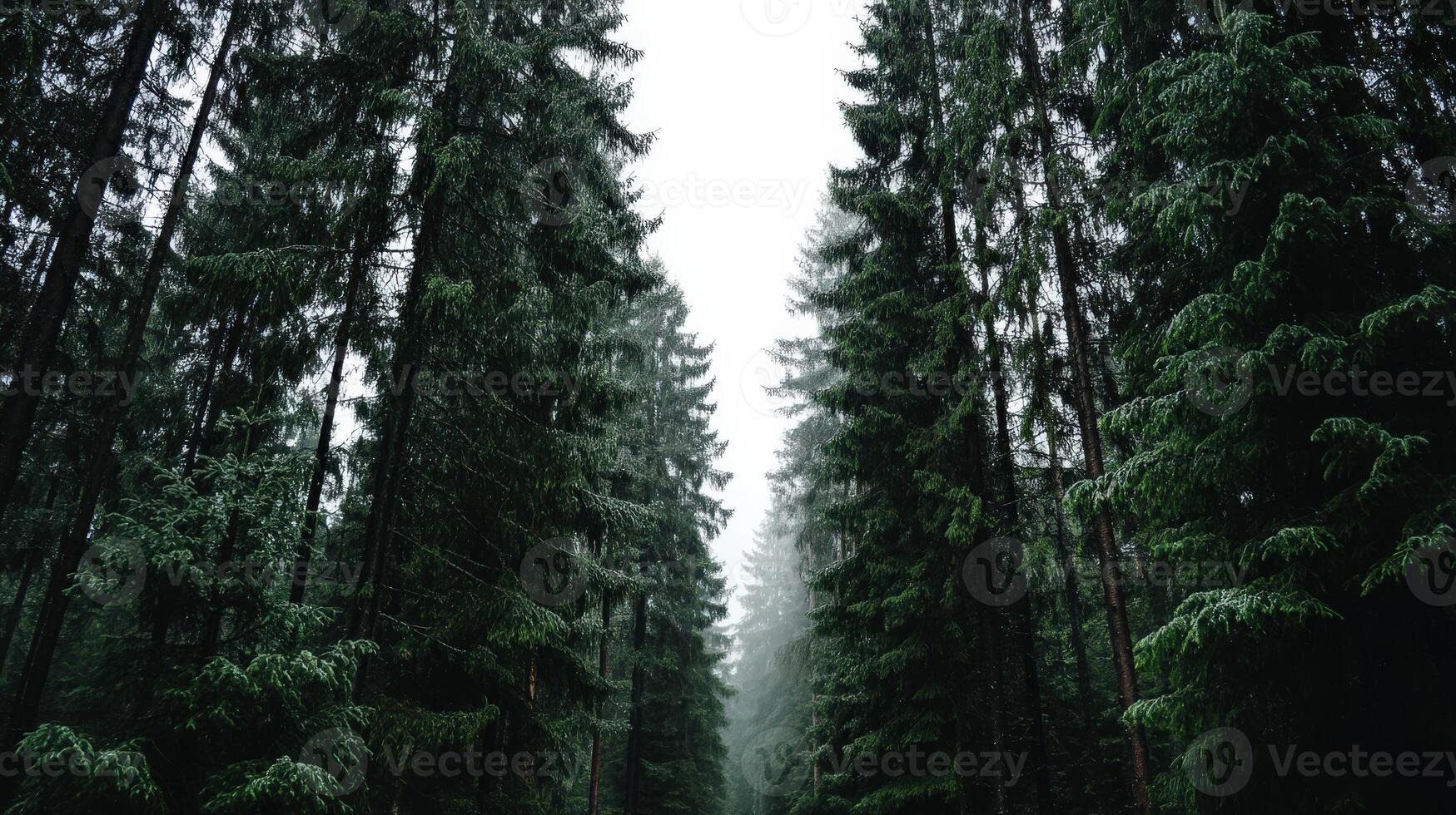 A road in the middle of a forest with tall trees photo