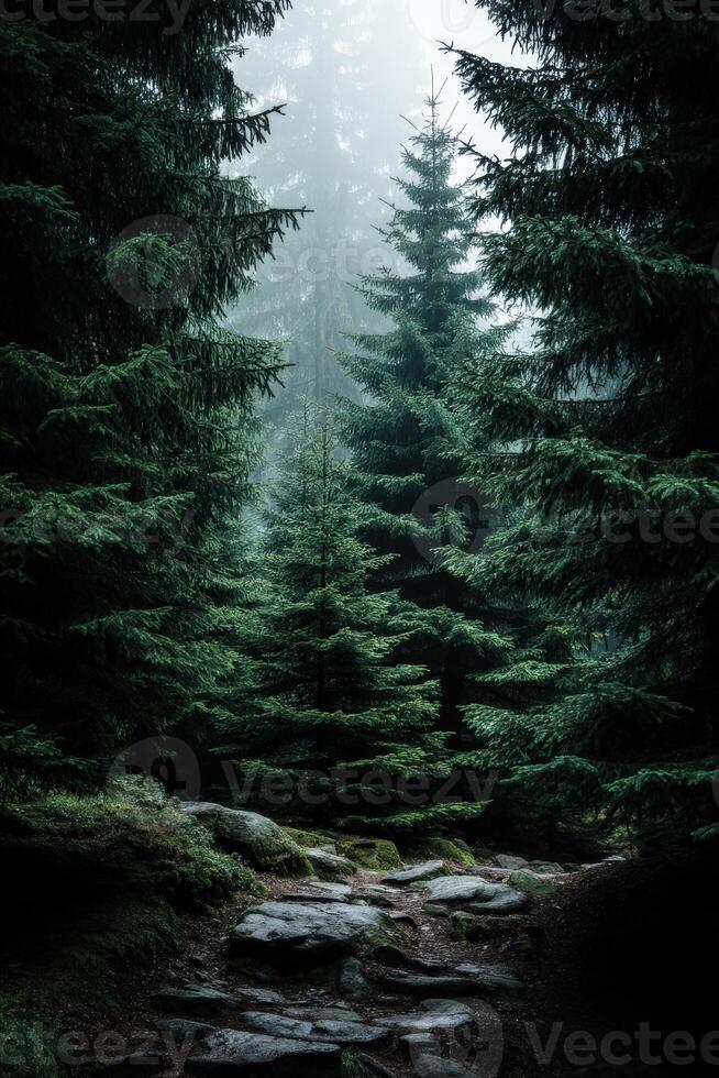 A path through a forest with trees and rocks photo