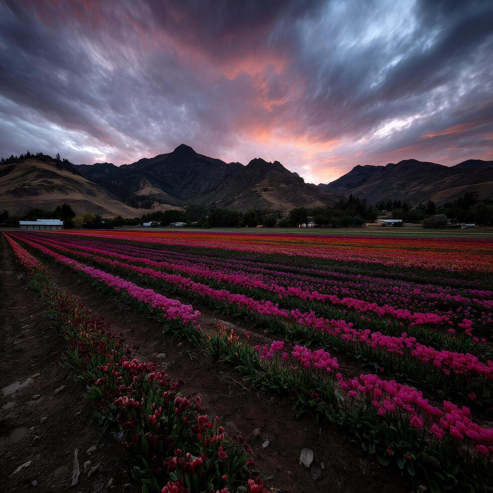 A field of pink tulips under a cloudy sky photo