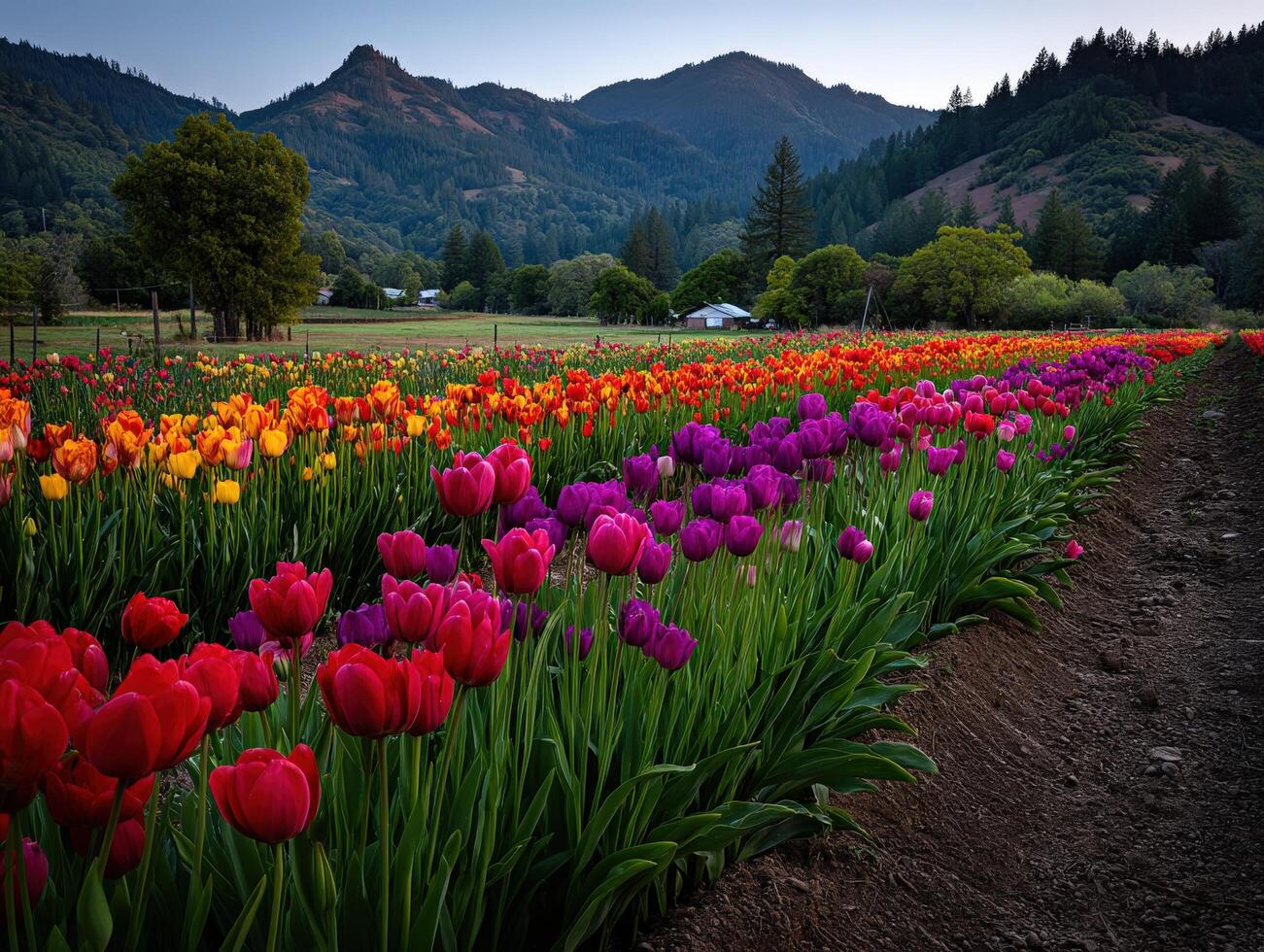 A field of colorful tulips in front of a mountain photo