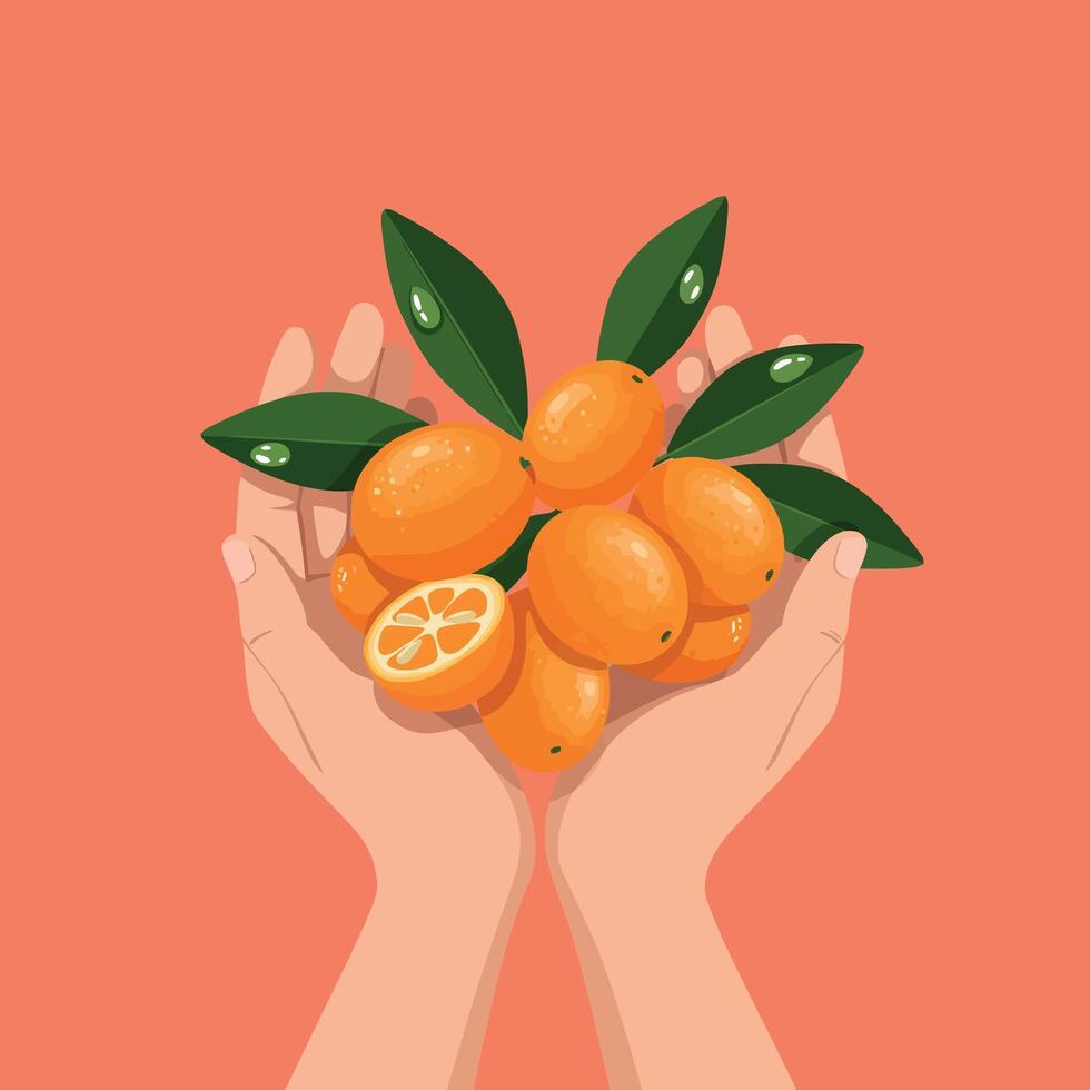 Hands holding fresh kumquats with green leaves on orange background illustration vector