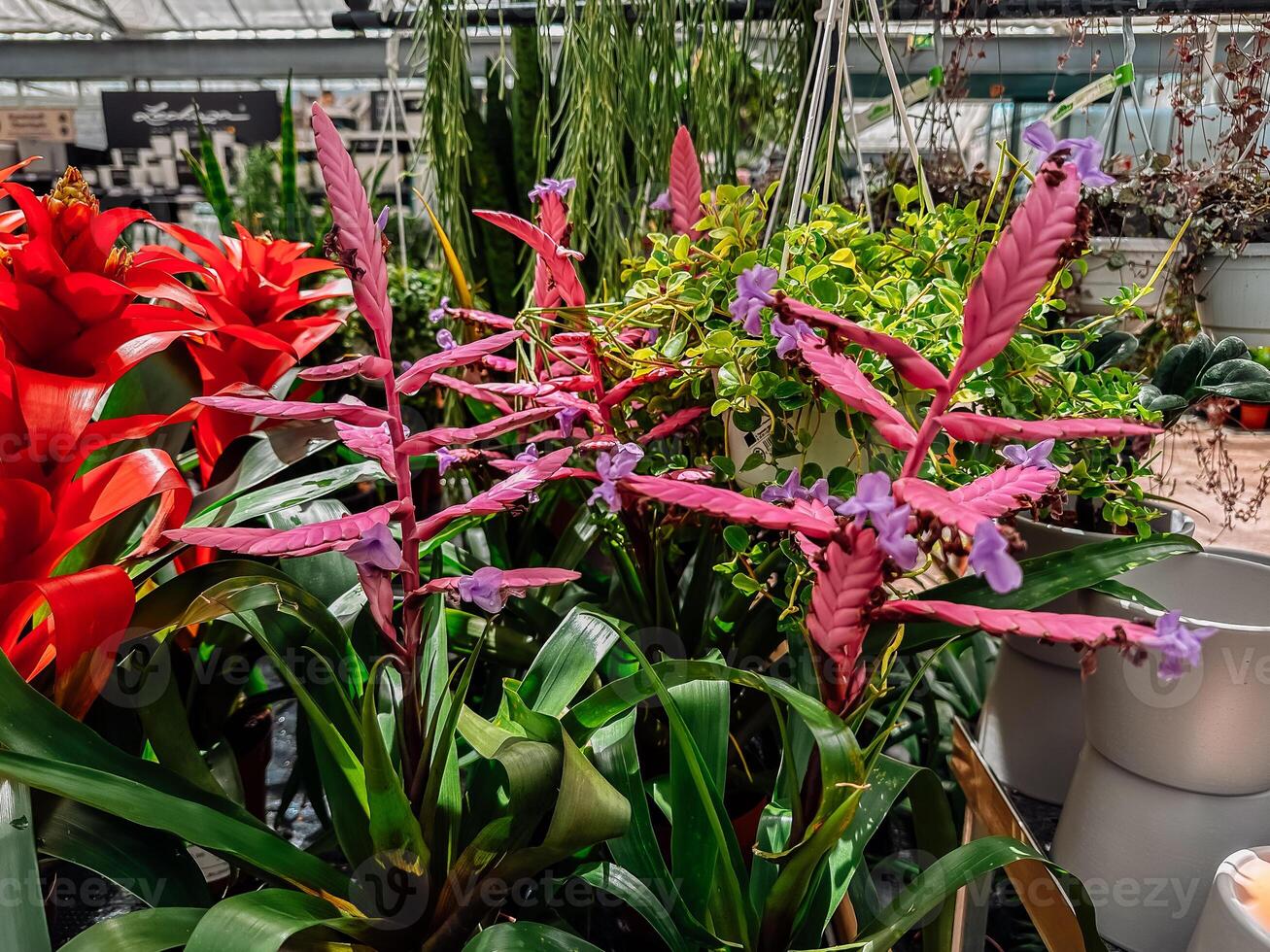 Bunch of plants with purple flowers are in a greenhouse photo