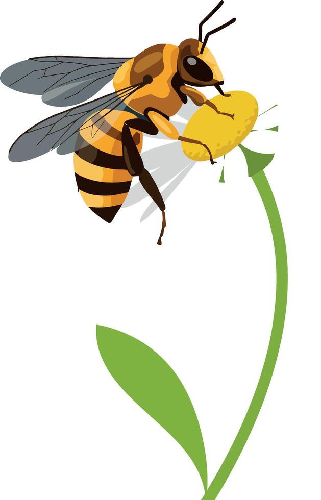 Honeybee collecting nectar from yellow flower illustration in simple style vector