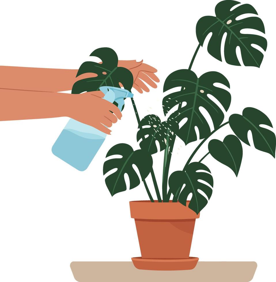 Monstera Plant Being Sprayed with Water for Indoor Plant Care Routine vector