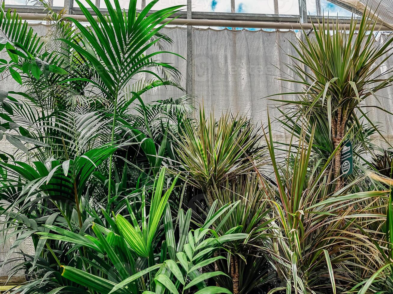 Lush green plant with a leafy green stem photo