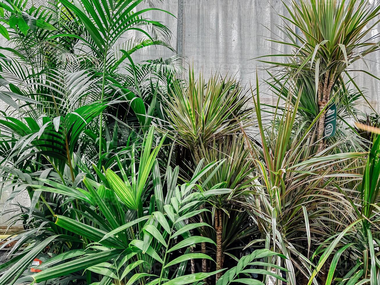 Bunch of plants are in a greenhouse, including palm trees photo