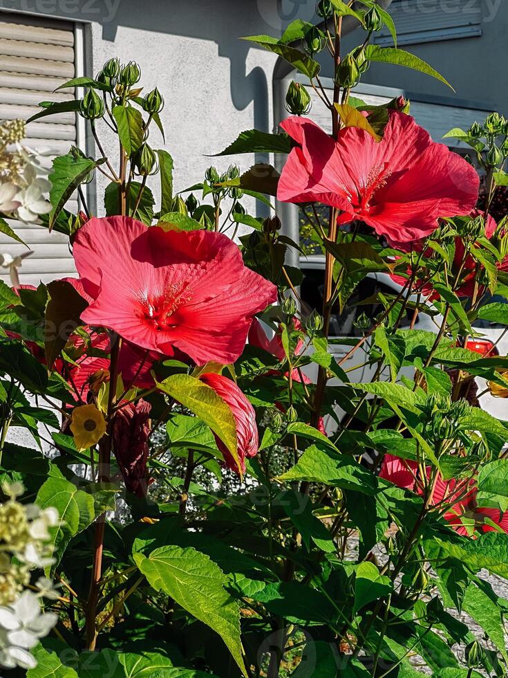 Beautiful red flower with green leaves is in a garden photo