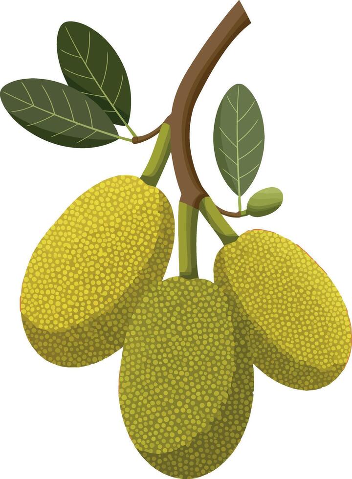 Jackfruit branch with green leaves and ripe yellow fruits illustration vector