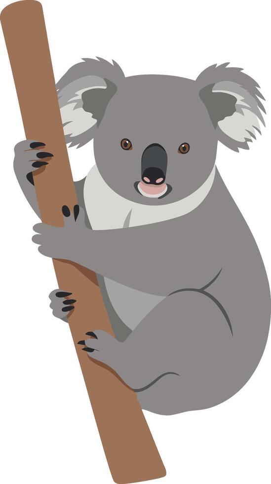 Koala Climbing Tree Branch Cute Australian Wildlife Animal Illustration vector
