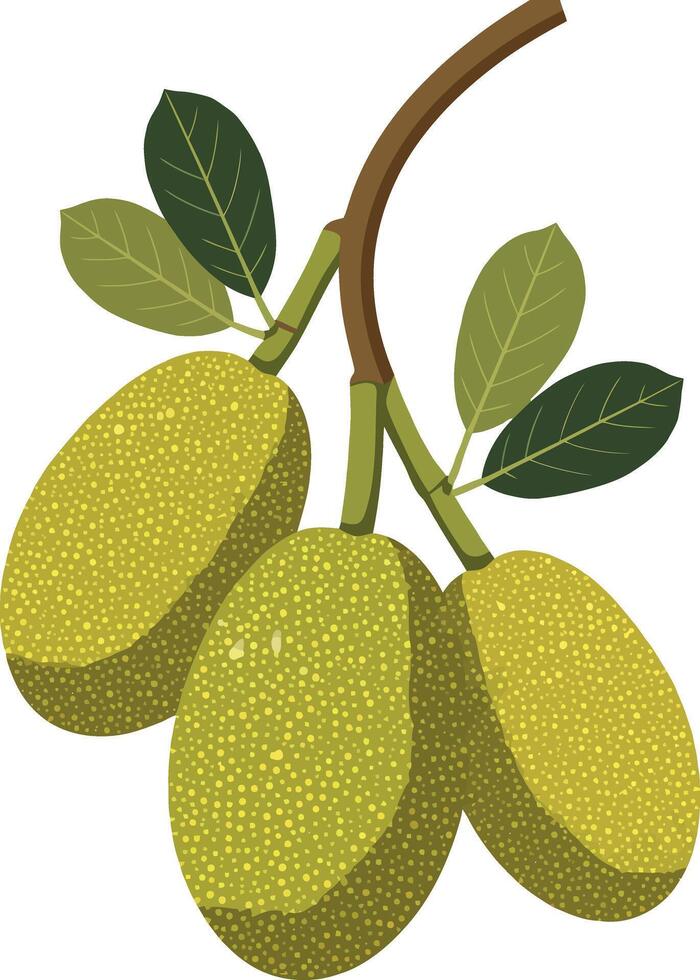 Green Olive Branch with Three Olives and Leaves Illustration Natural Food Design vector