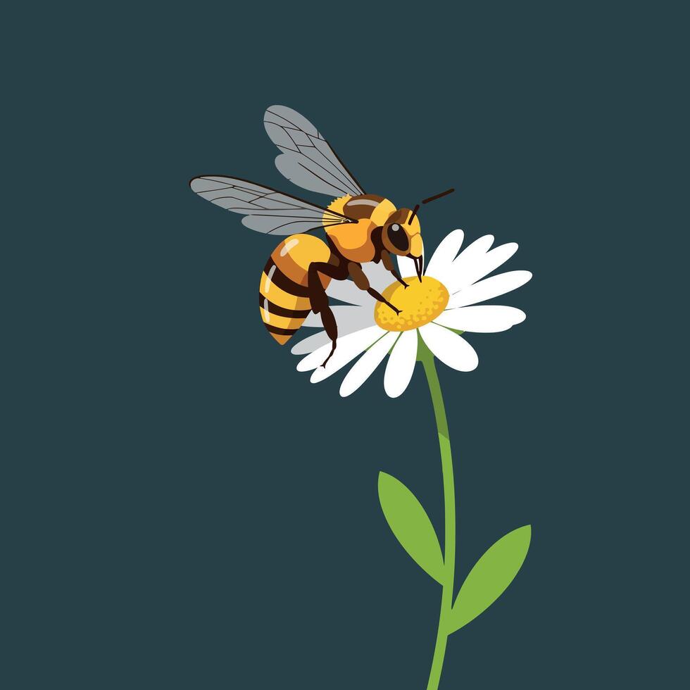 Bee Collecting Nectar from White Daisy Flower on Dark Background Illustration vector