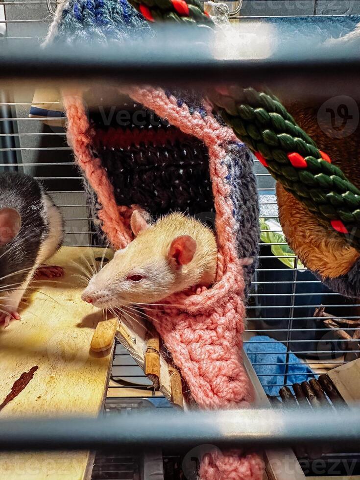 White rat is in a cage with a pink blanket photo
