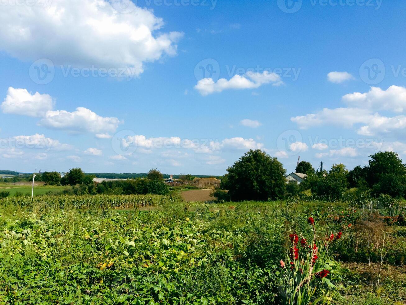 Field of green grass with a few red flowers in the foreground photo