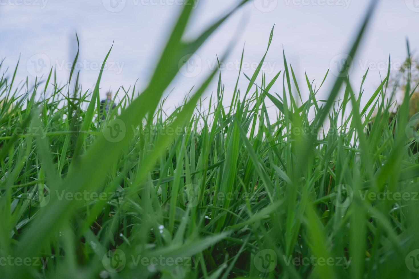 Field of grass with a few drops of water on the grass photo