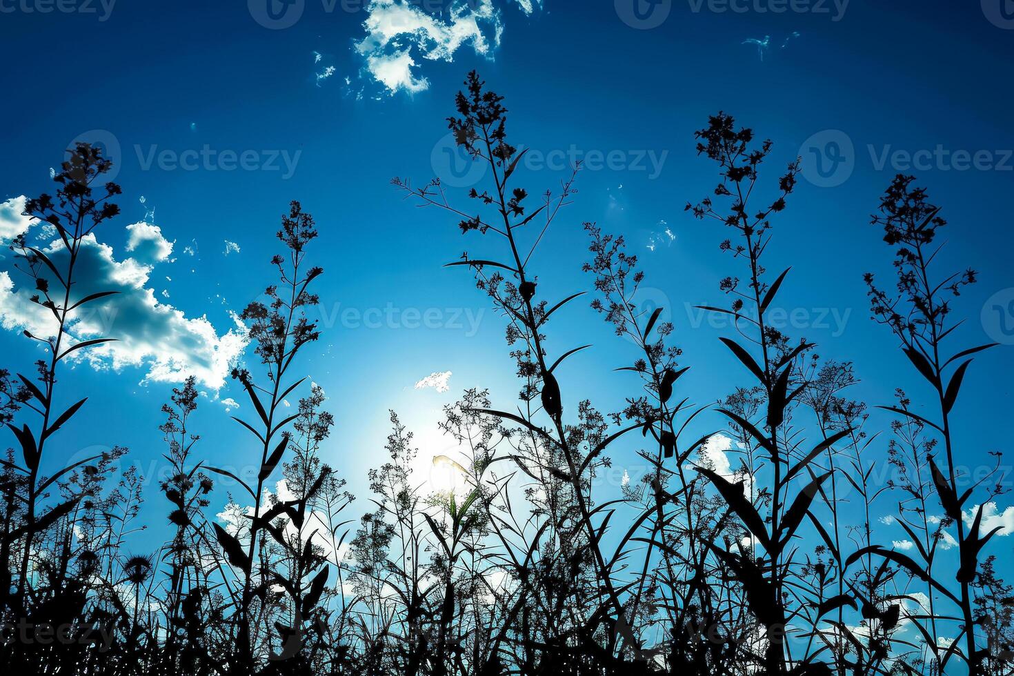 Field of tall grass with a blue sky in the background photo