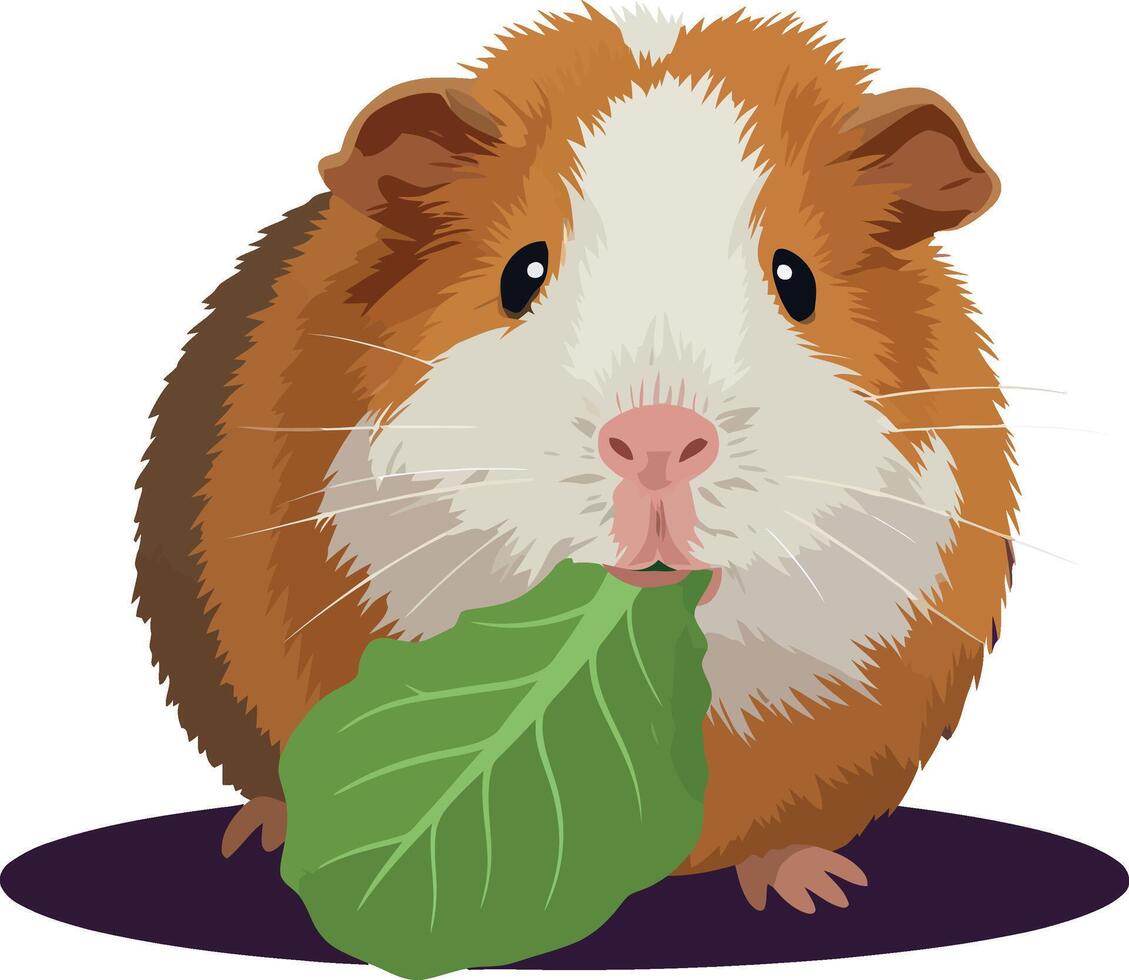 Guinea pig eating green leaf illustration with brown and white fur natural pose vector