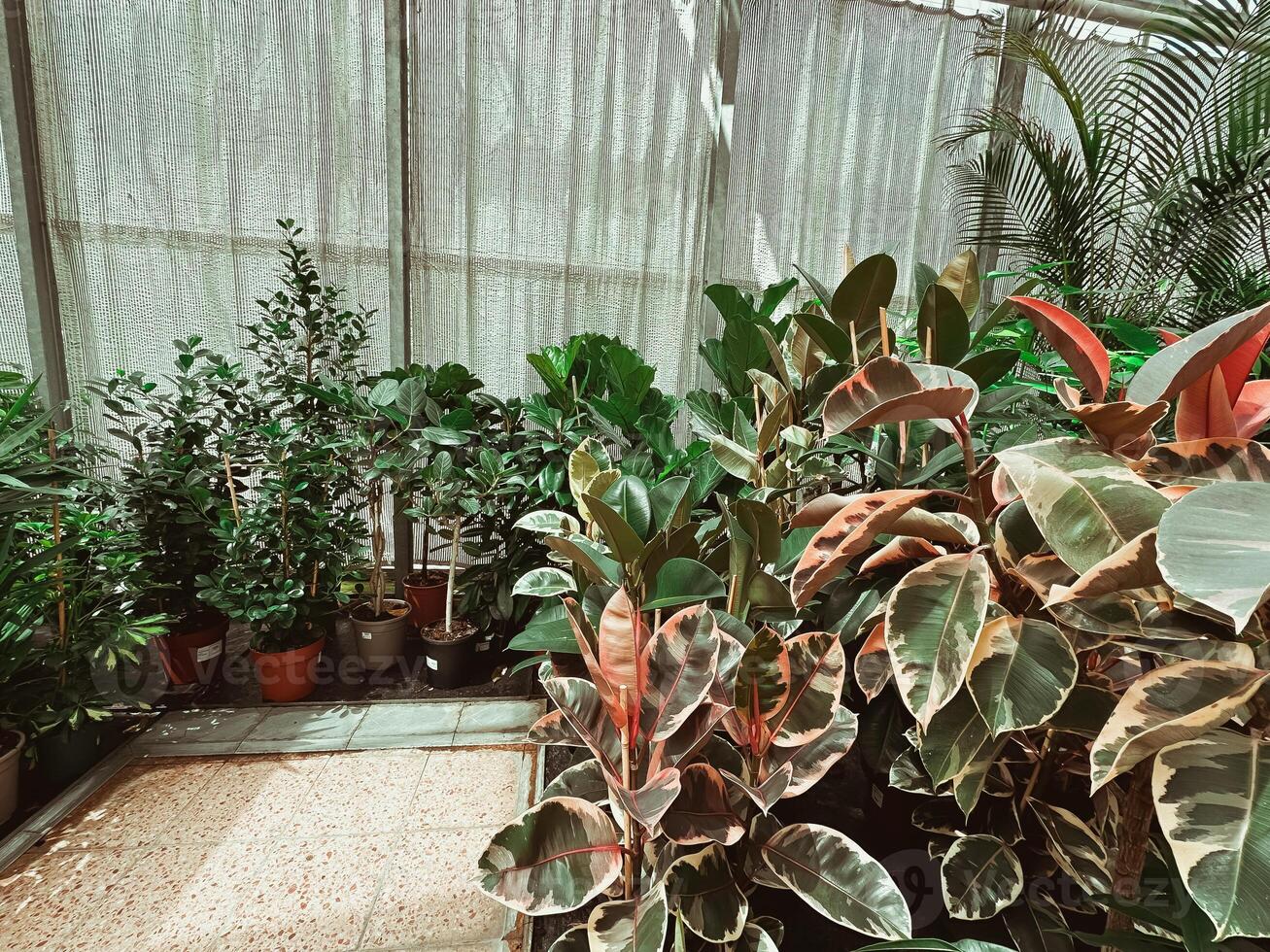Greenhouse with many plants, including a few potted plants photo