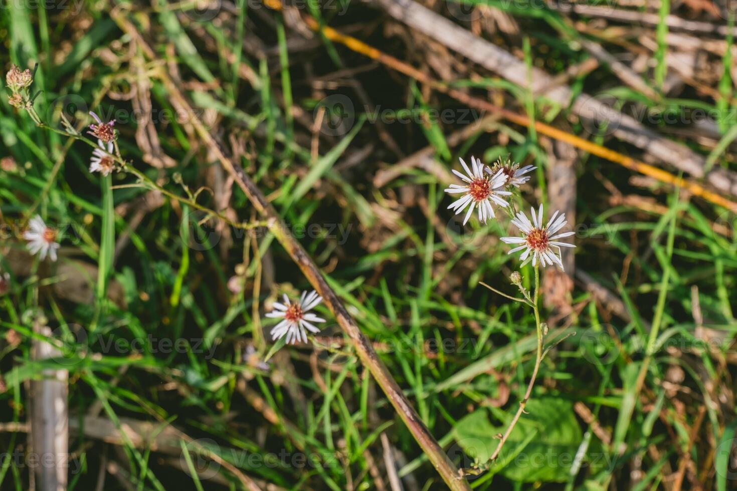 Bunch of flowers are in a field of grass photo
