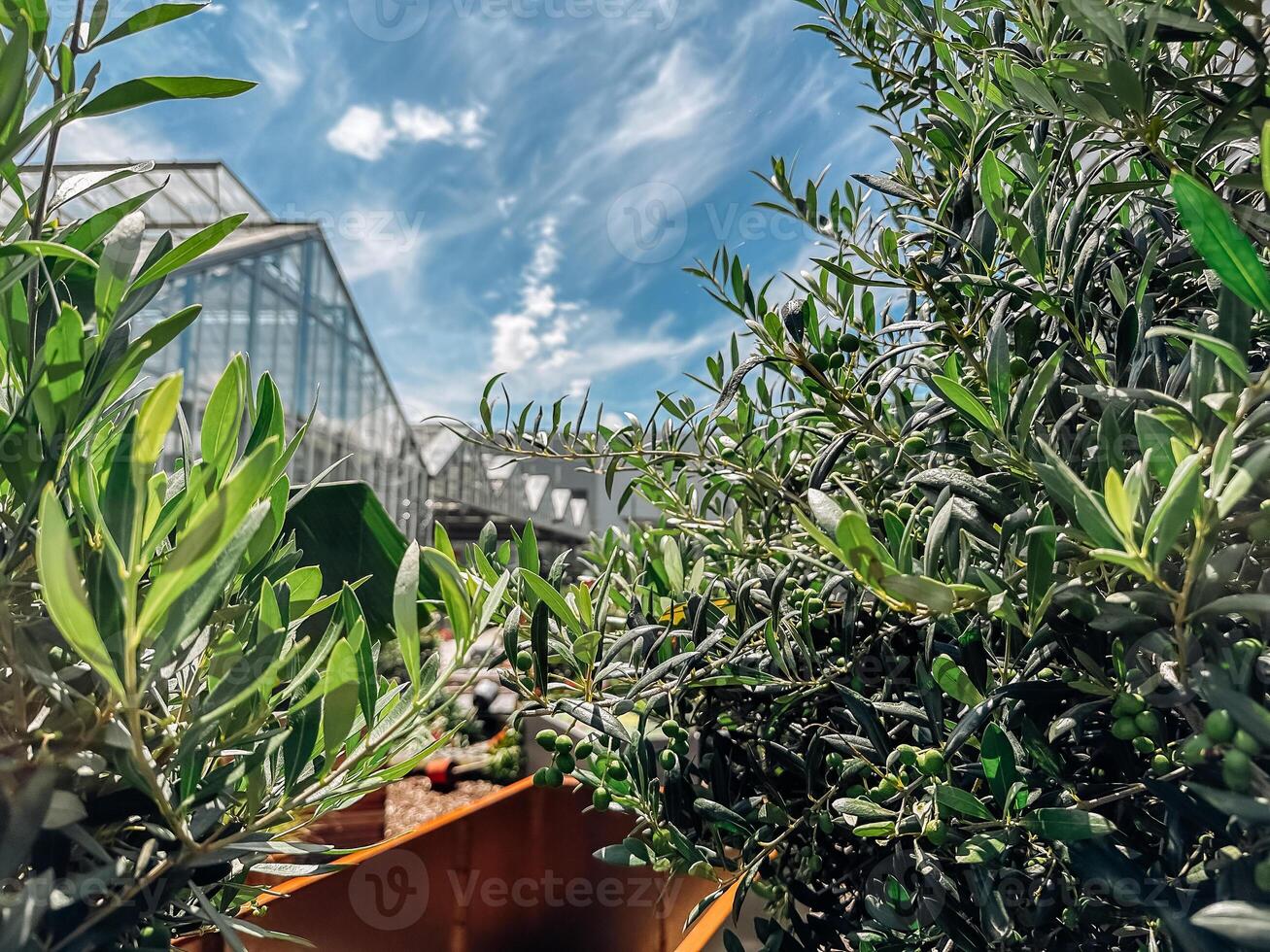 Greenhouse with a large glass building and a row of green plants photo