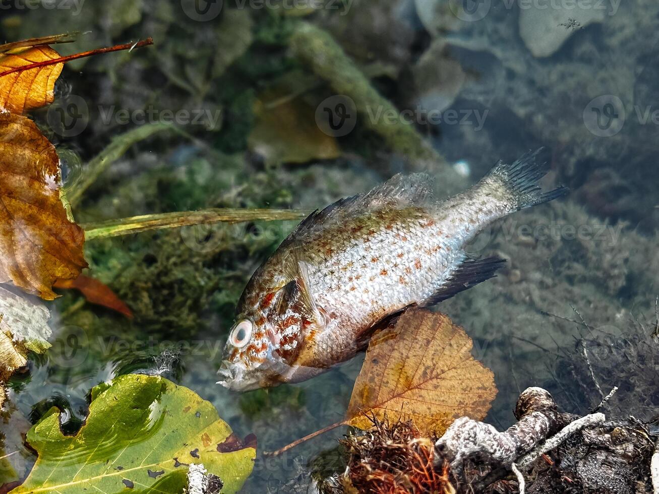 Dead fish is floating in a pond photo