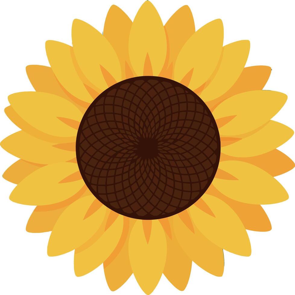 Sunflower bright yellow petals with brown center illustration design vector