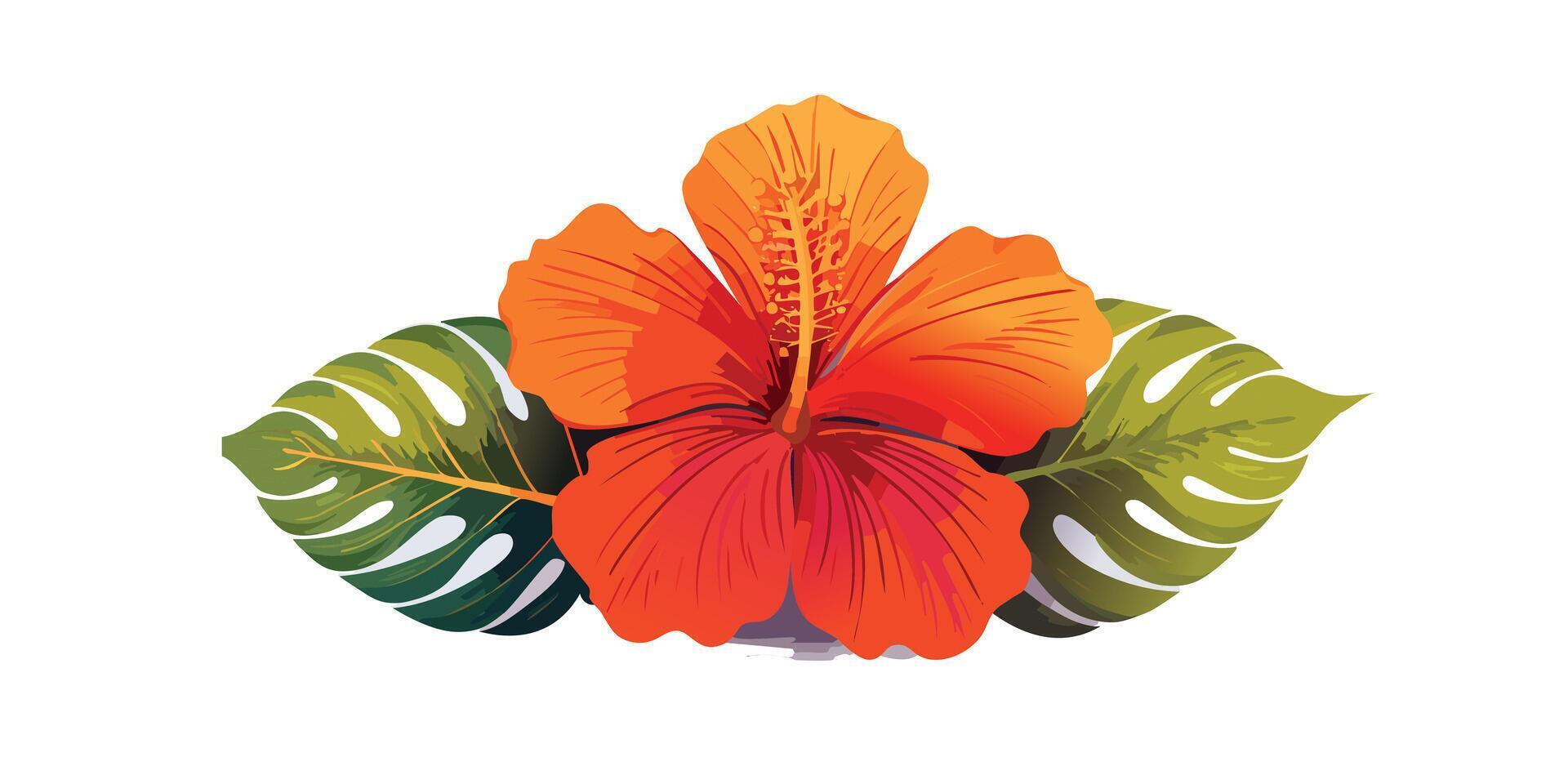 An orange hibiscus flower with leaves on a white background vector