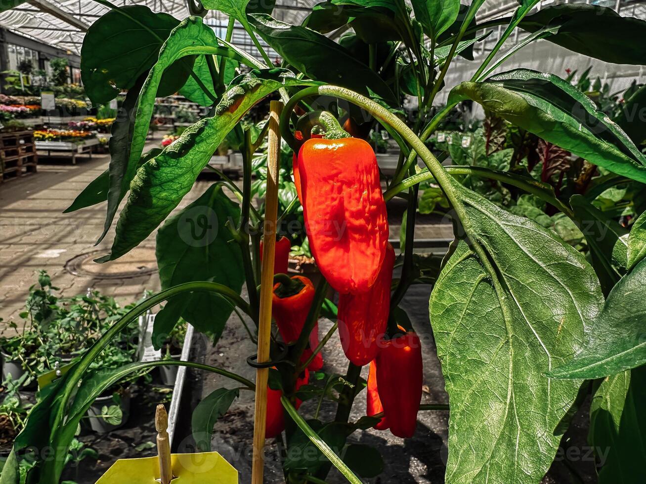 Bunch of red peppers are growing on a plant photo