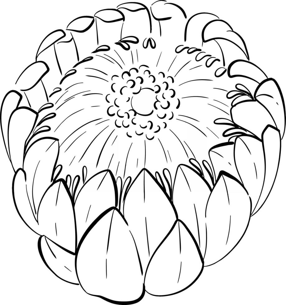 flower of Protea, tropical botanical illustration. Exotic and romantic graphic, summer flora for wedding, greeting. Black circuit silhouette vector