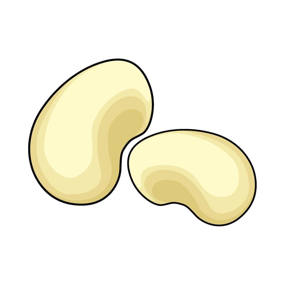navy bean illustration vector