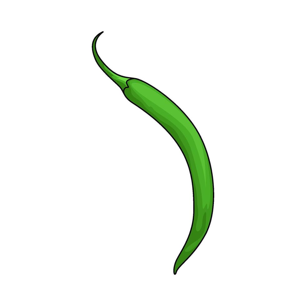 fresh green chilies vector
