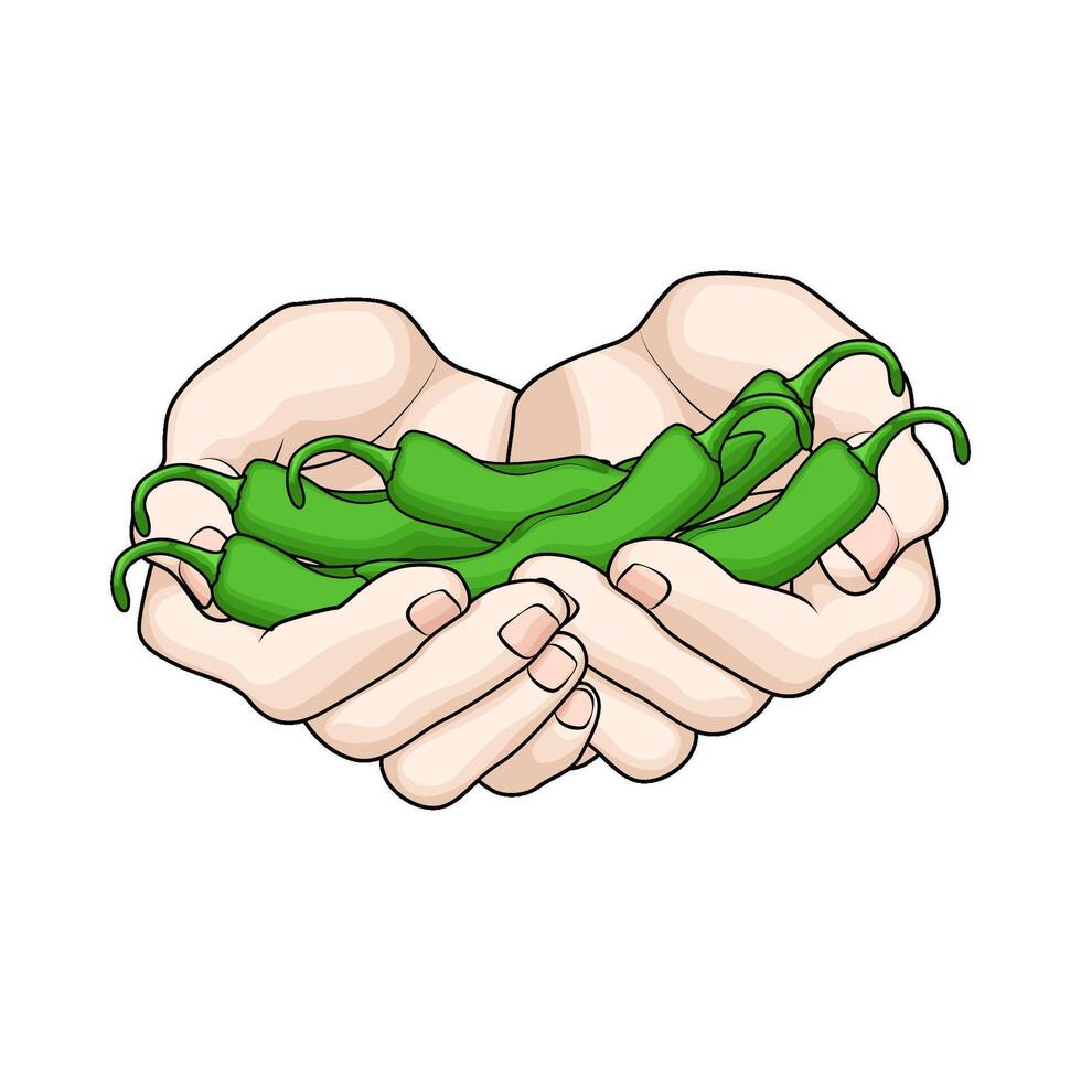 fresh green chilies in hand vector
