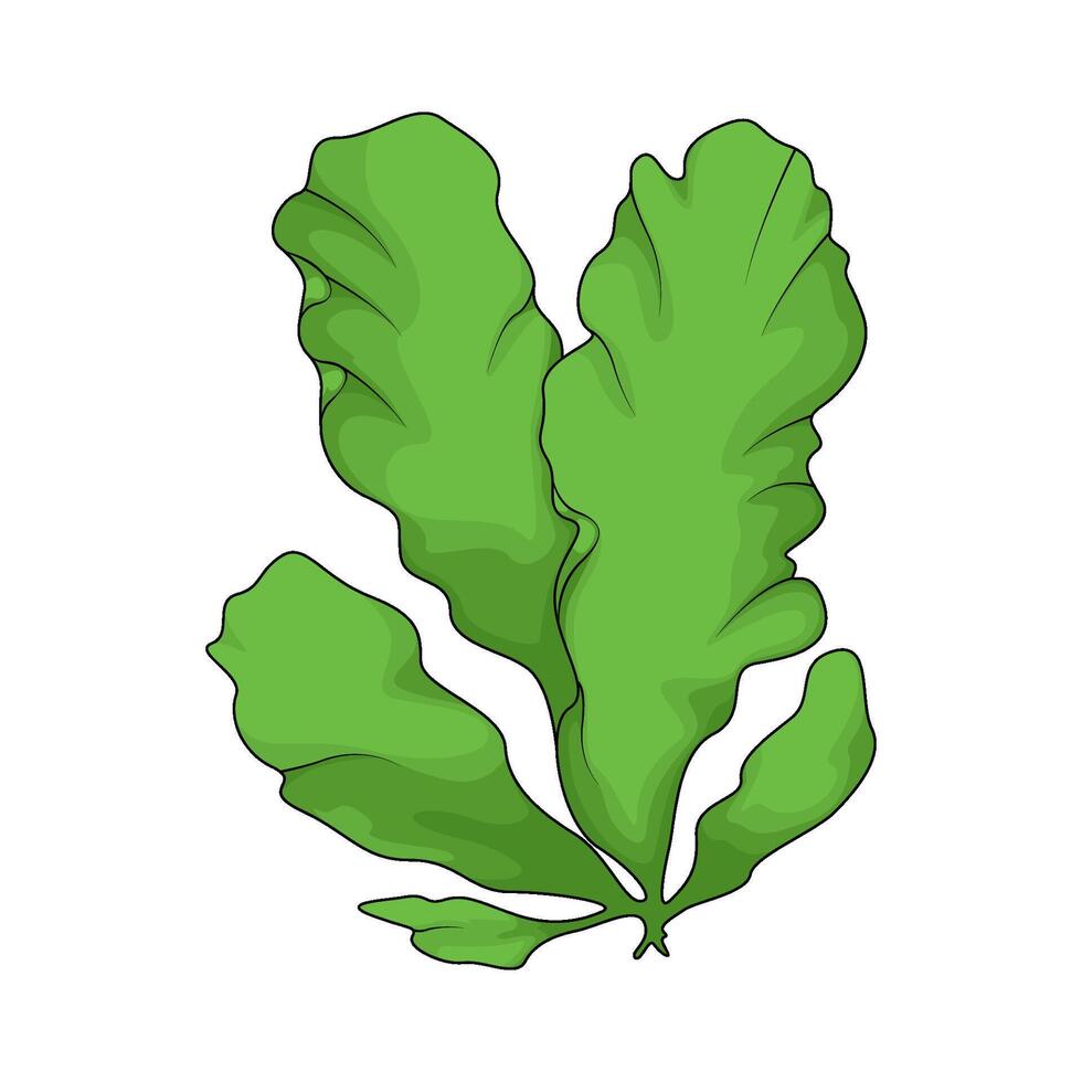 illustration of fresh green seaweed vector