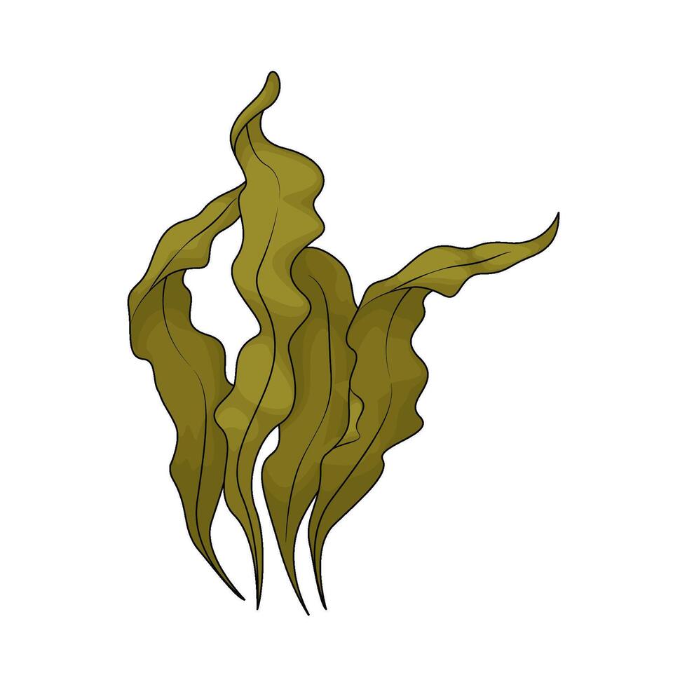 Seaweeds for health vector
