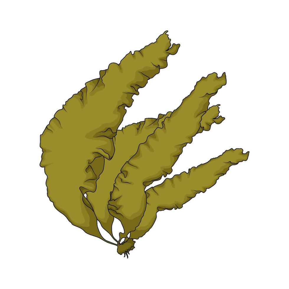 Green Seaweed leaf vector
