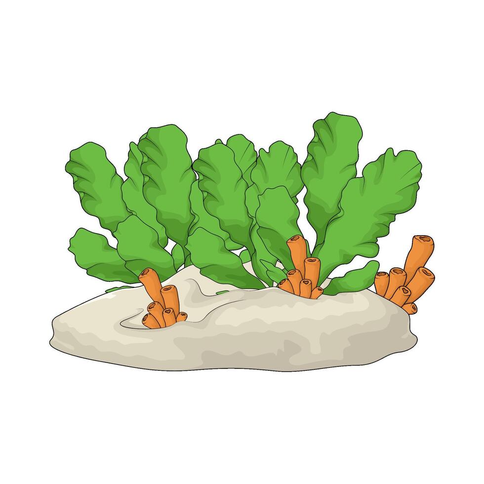 fresh seaweed with coral tube illustration vector