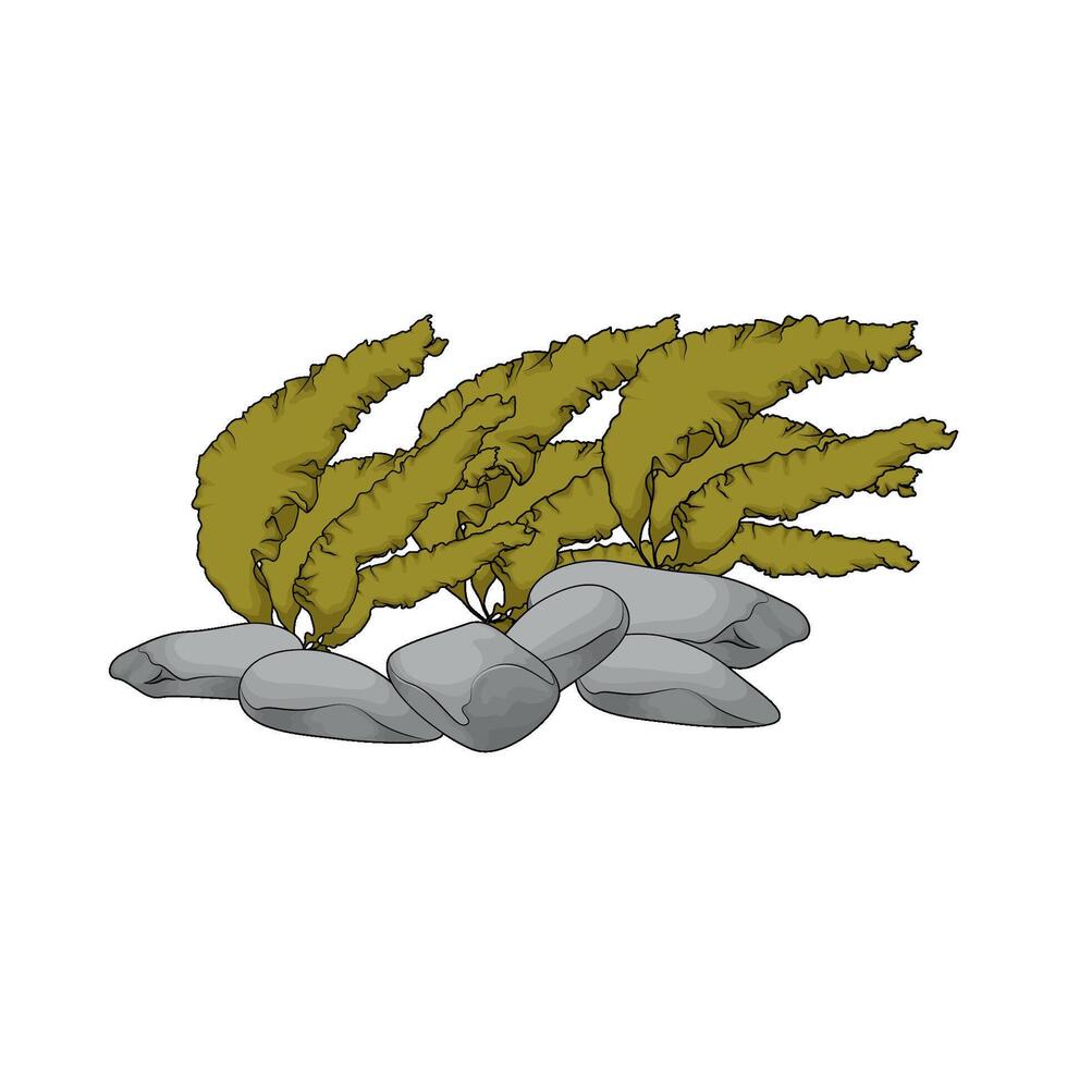 seaweed and sea rocks illustration vector