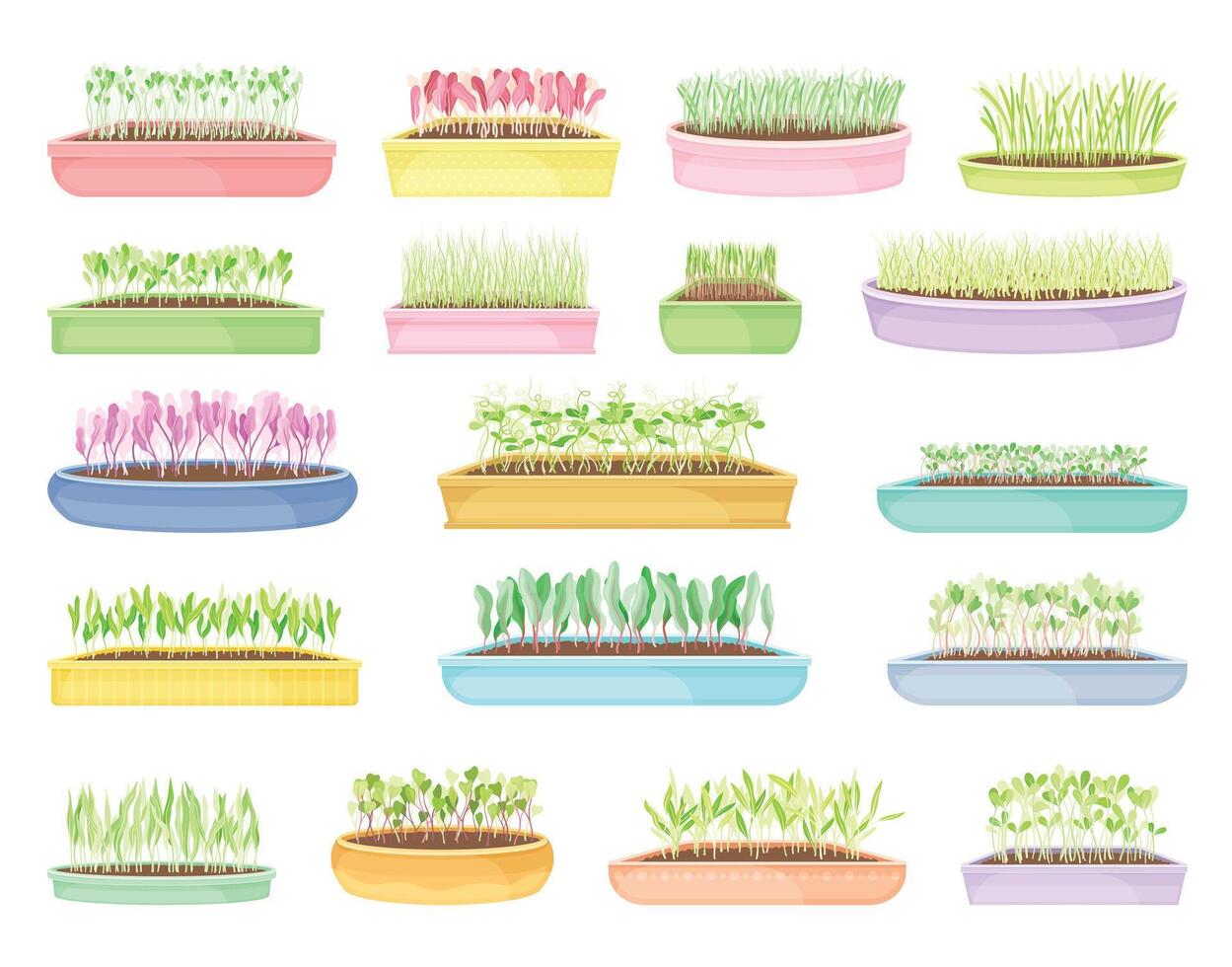 Fresh Sprout of Micro Greens Growing in Pot Set vector