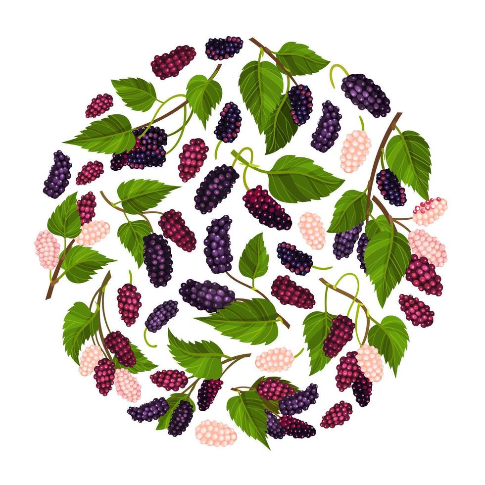 Mulberry Round Composition Design with Garden Fruit Growing Template vector