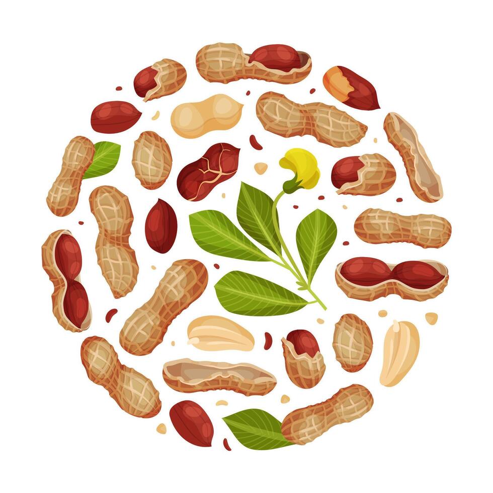 Peanut Natural Round Composition Design with Kernel Shell Template vector