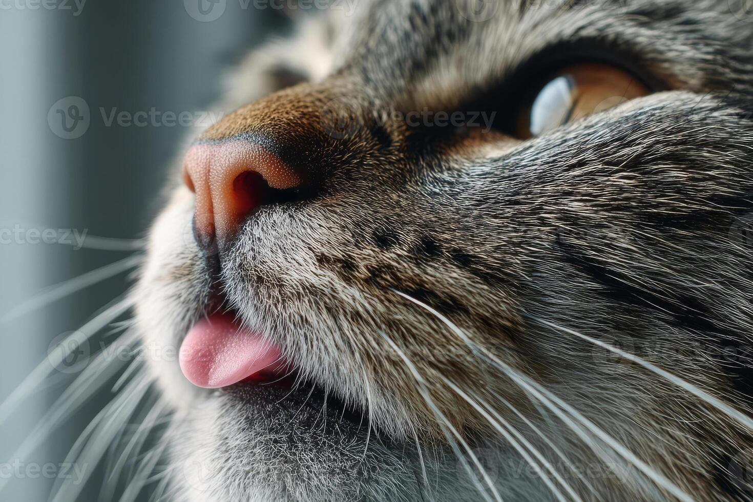 Tabby Cat Sticking Out Tongue photo