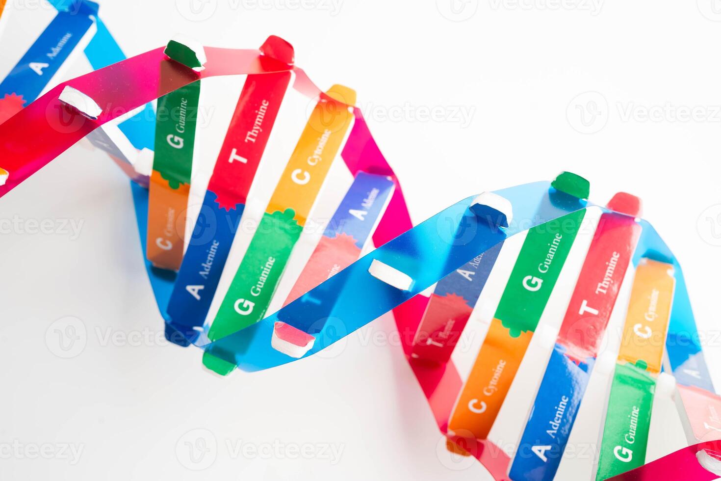DNA molecule spiral structure model isolated on white background photo